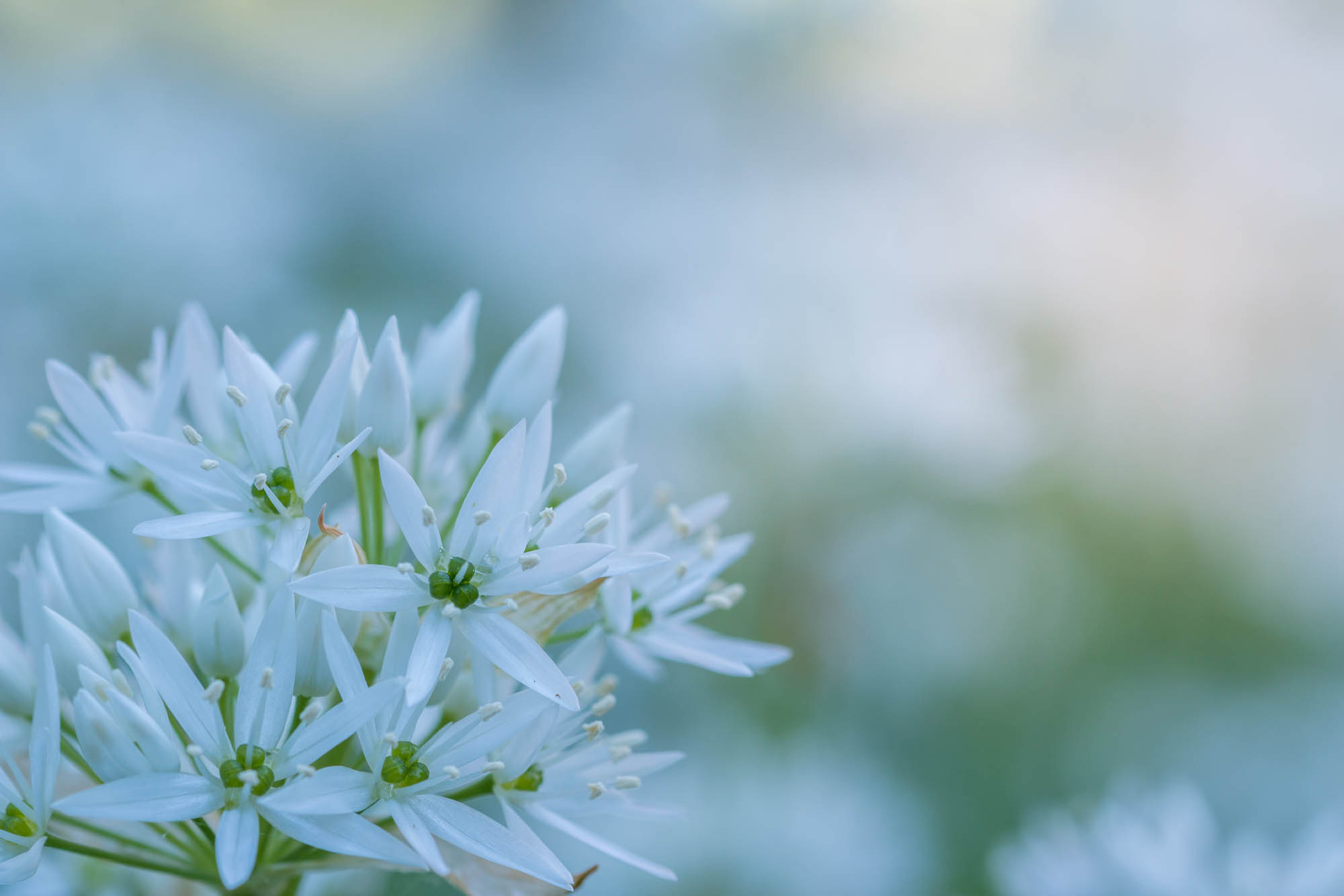  Dr-Matthias-Frank_Hausarzt_Leistungen_bears-garlic-811349_1_.jpg