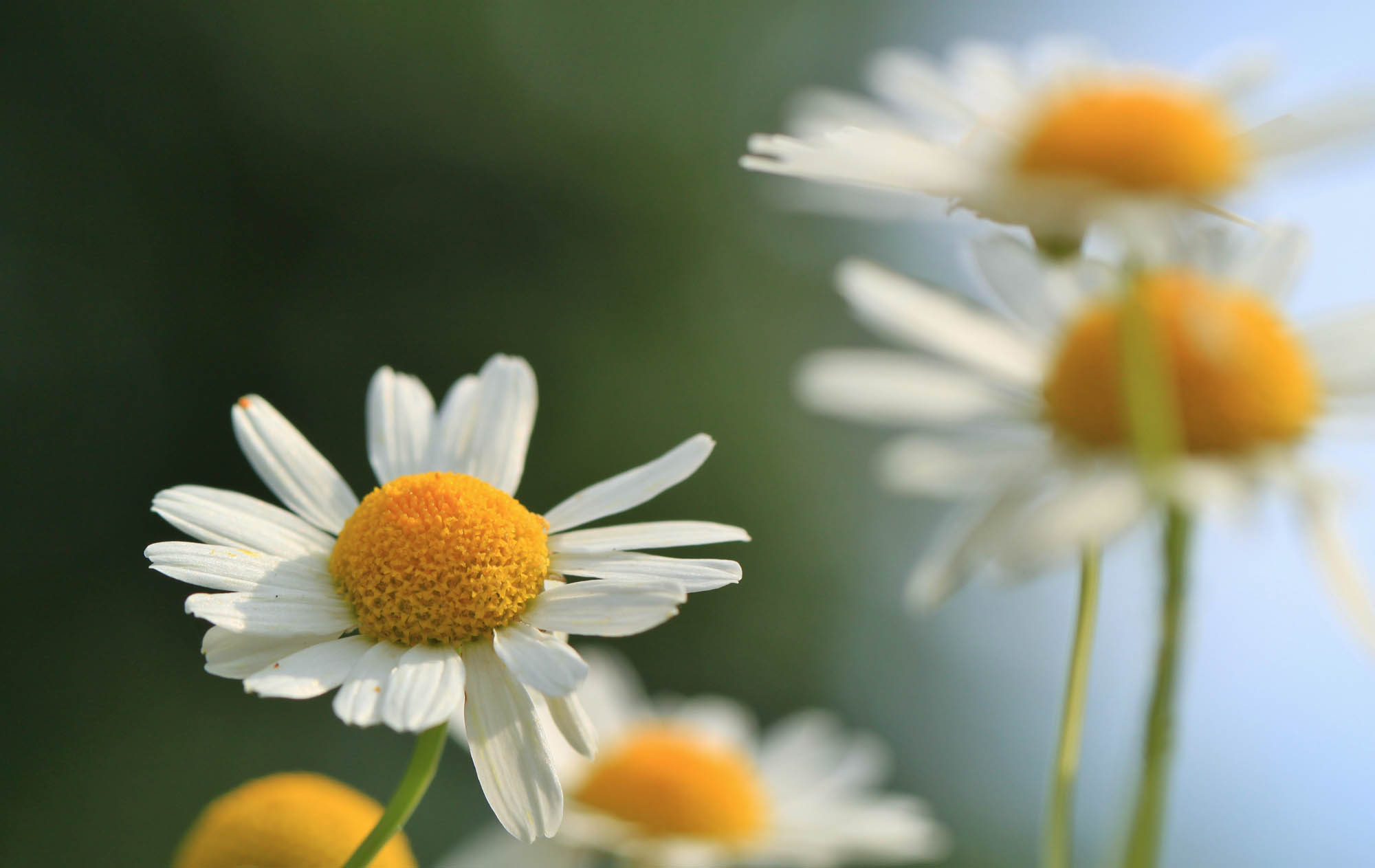  Dr-Matthias-Frank_Hausarzt_Leistungen_chamomile-401494.jpg