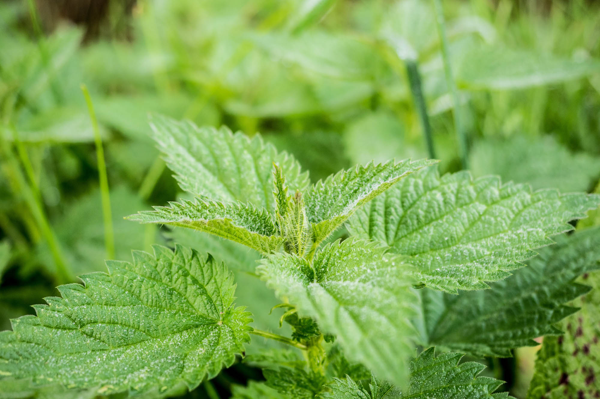  Dr-Matthias-Frank_Hausarzt_Leistungen_Naturheilkunde_stinging-nettle-503939.jpg