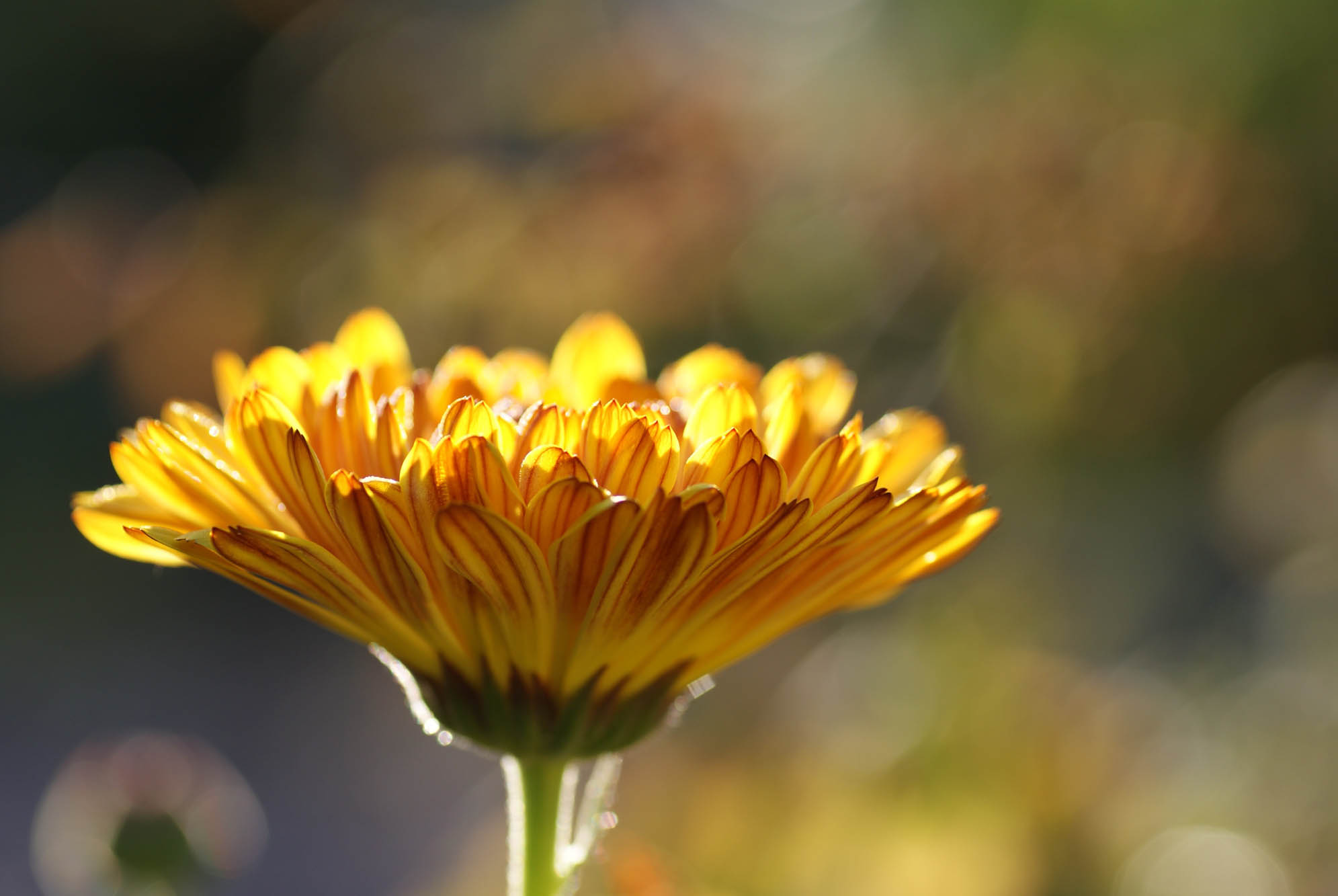  Dr-Matthias-Frank_Hausarzt_Leistungen_Uebersicht_calendula-185322.jpg