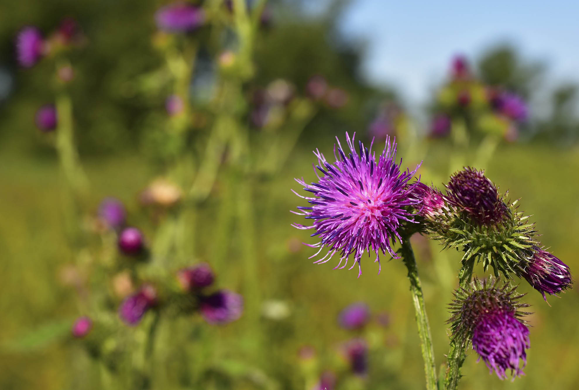  Dr-Matthias-Frank_Hausarzt_Kontakt_Online-Termin_thistle-4330795_1920.jpg