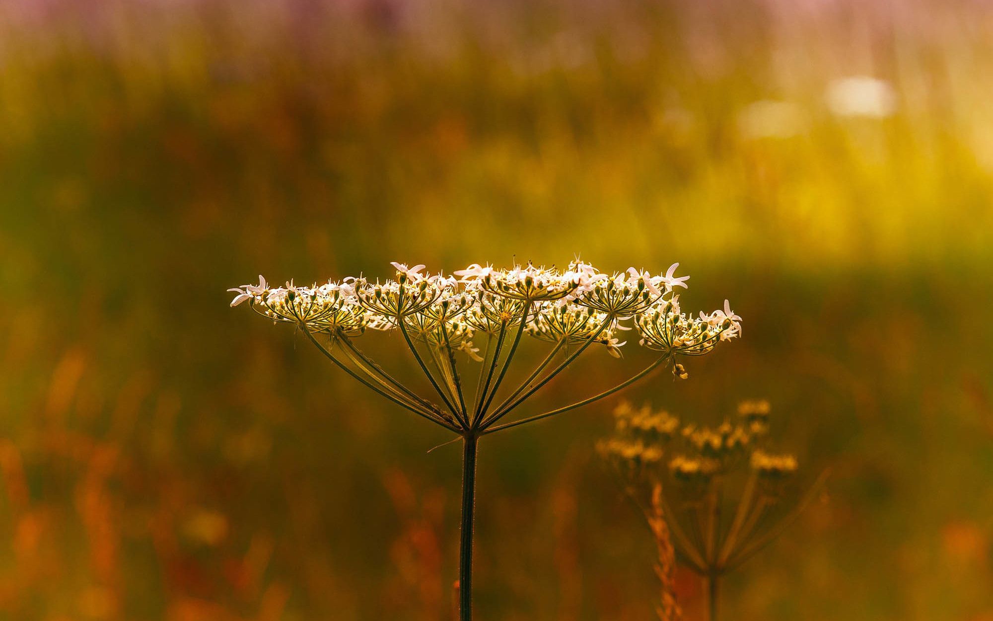  Dr-Matthias-Frank_Hausarzt_Home_cow-parsley-3999570_1920.jpg